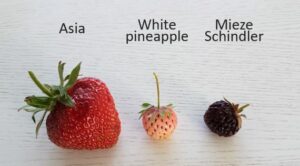 strawberries, variety, CE, cations, anions, carbohydrates